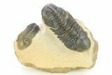 Two Detailed Reedops Trilobite - Atchana, Morocco #283913-2
